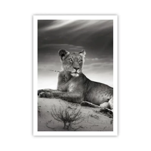 Póster - Descanso de la reina del desierto - 70x100 cm