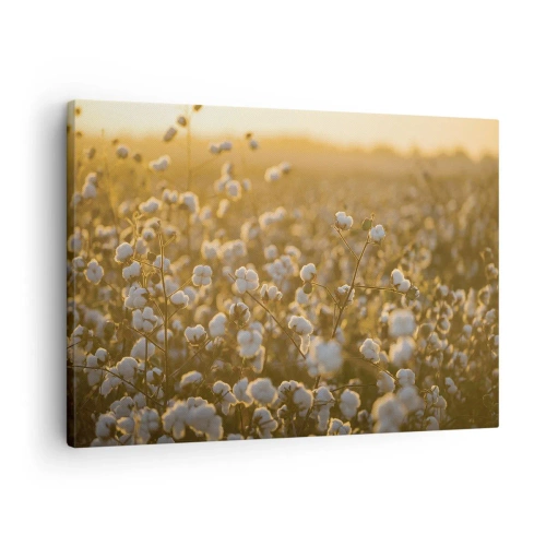 Cuadro sobre lienzo - Impresión de Imagen - Un campo de algodón bajo la cálida luz del sol poniente. - 70x50cm - Un campo esponjoso - Decoración de pared moderna para salón y dormitorio ARTTOR