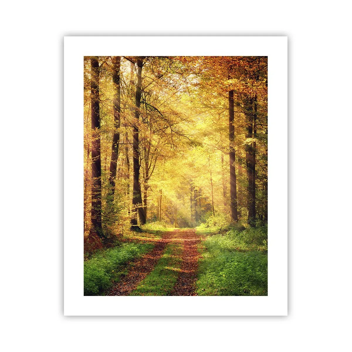 Póster - Silencio dorado del bosque - 40x50 cm