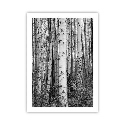 Póster - Los abedules blancos y negros forman un bosque simétrico. - 50x70cm - Columnas de abedules - Decoración de pared moderna para salón y dormitorio ARTTOR