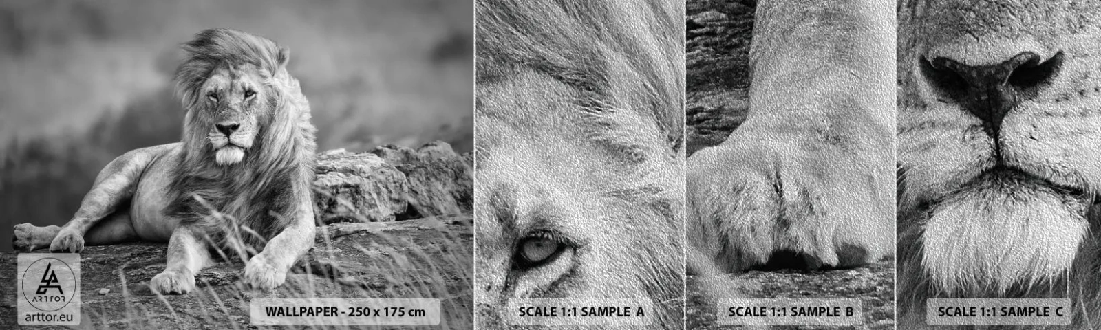 Muestra de fotomural Premium Sand - La siesta real - León, animales, Naturaleza - 100x30 cm