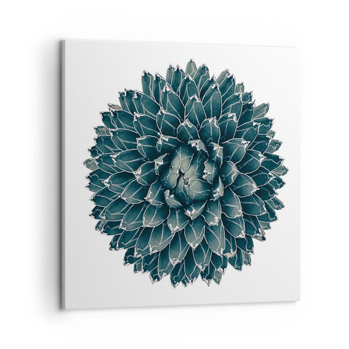 Cuadro sobre lienzo - Impresión de Imagen - Estrella del desierto - 50x50 cm