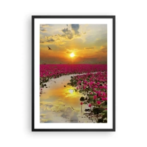 Póster en marco negro - Un campo de nenúfares rosados al atardecer. - 50x70cm - La vida secreta del lago - Decoración de pared moderna para salón y dormitorio ARTTOR