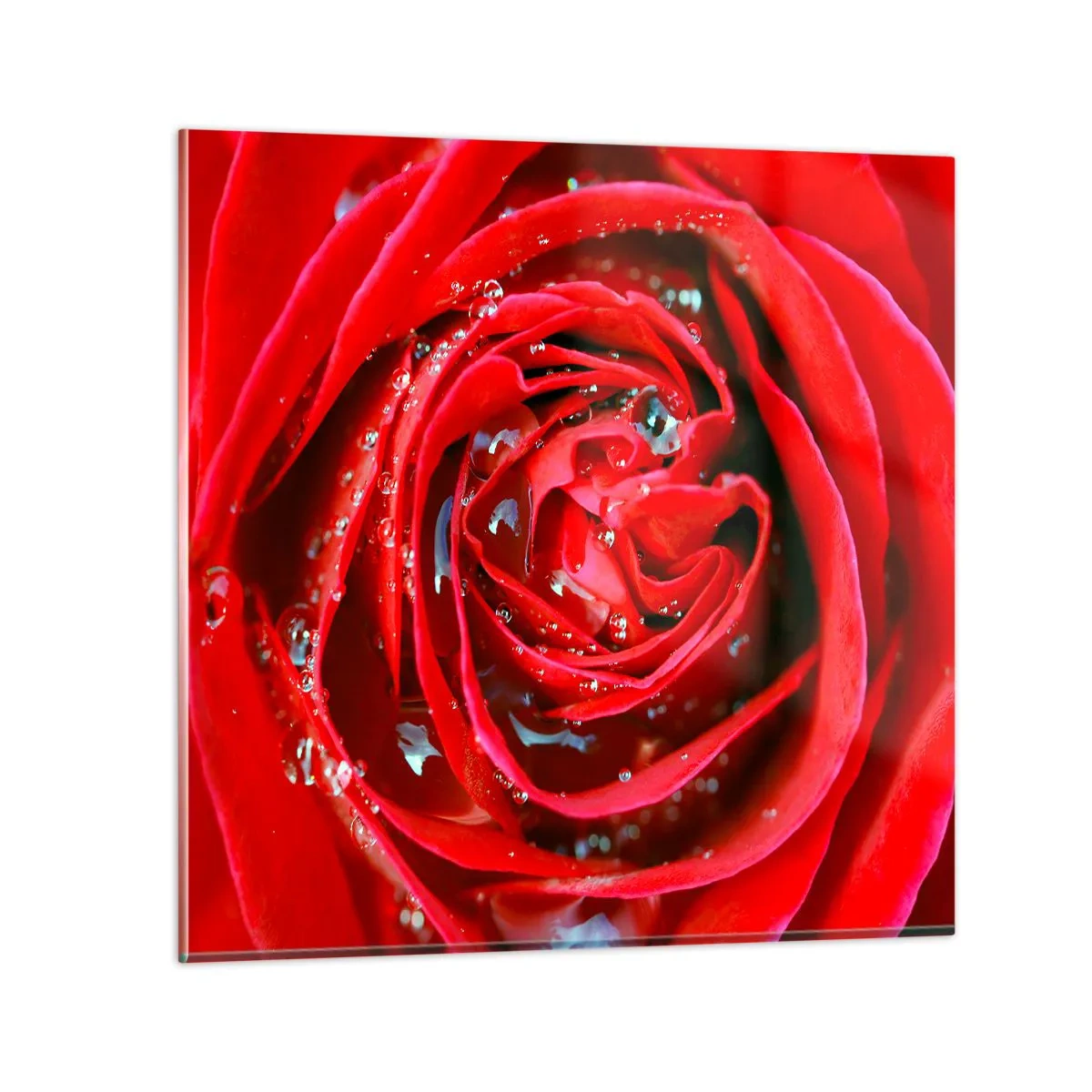 Cuadro sobre vidrio - Impresiones sobre Vidrio - En gotas de rocío - 40x40 cm