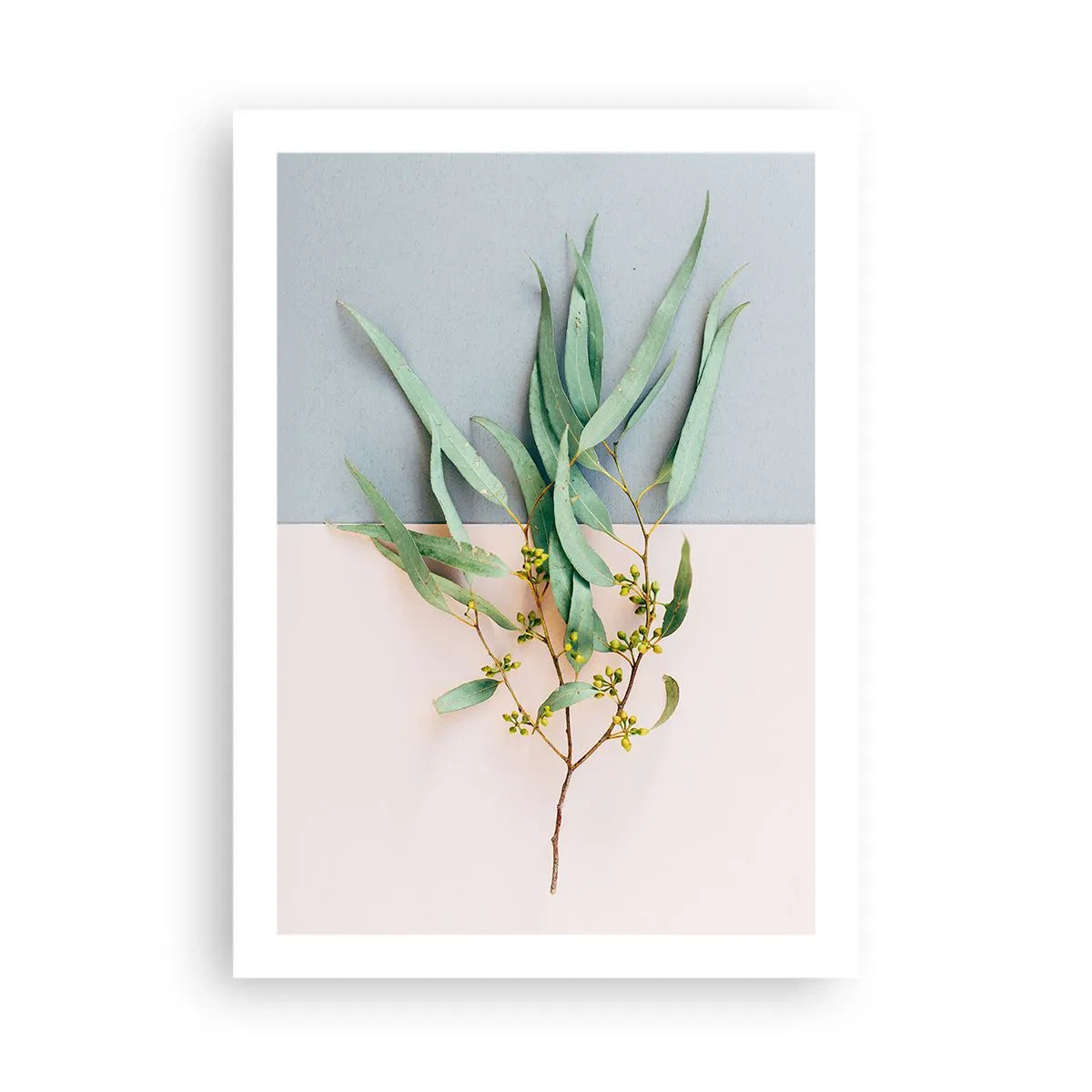 Póster - Una ramita de eucalipto sobre un fondo pastel. - 50x70cm - La sutileza del pastel - Decoración de pared moderna para salón y dormitorio ARTTOR
