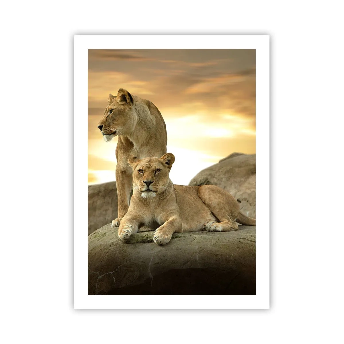 Póster - Dos leonas contra el sol poniente - 50x70cm - Majestuosidad real - Decoración de pared moderna para salón y dormitorio ARTTOR
