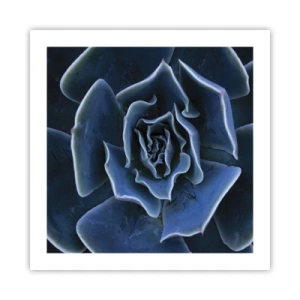 Póster - Flor del desierto - 50x50 cm