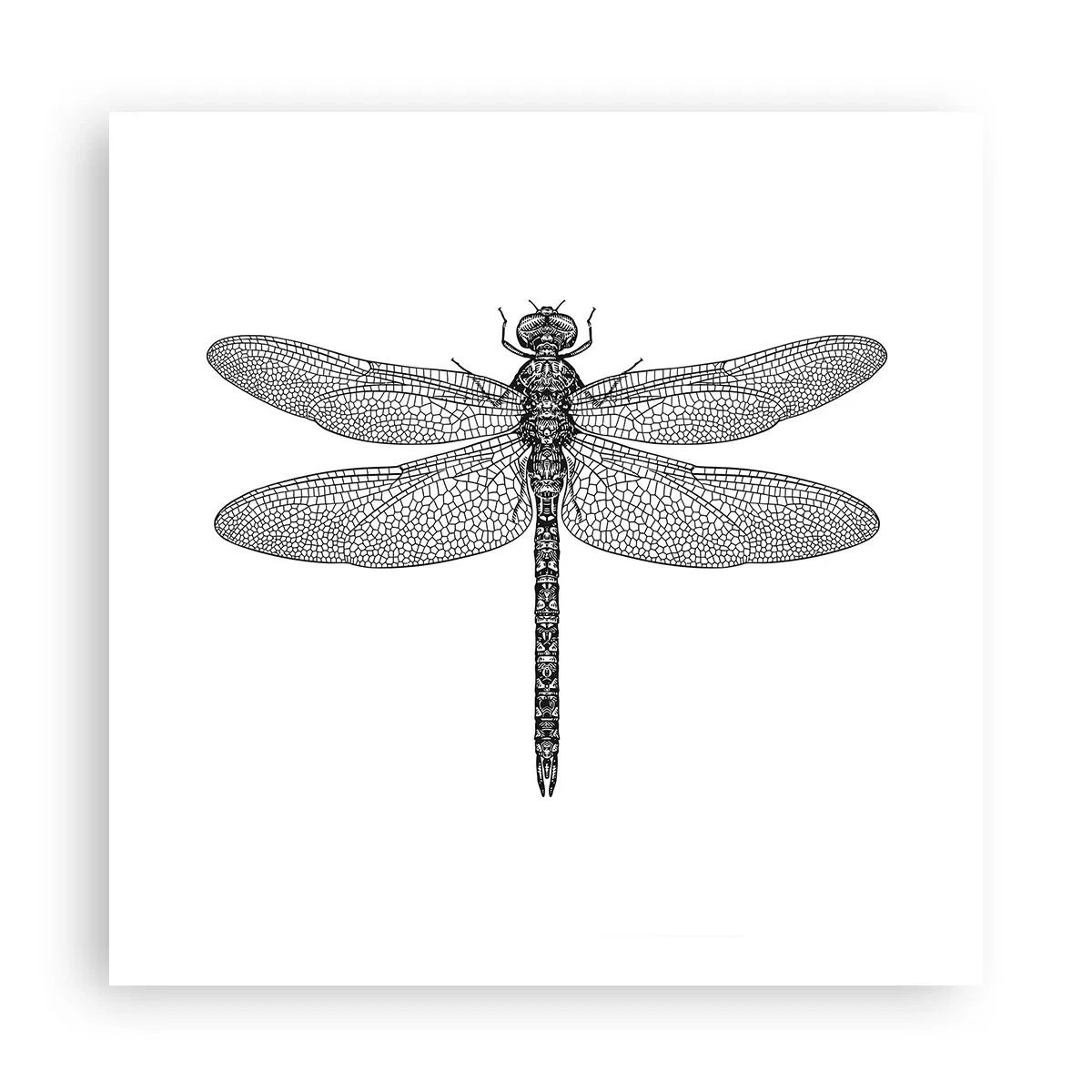 Póster - Precisión de la naturaleza - 60x60 cm