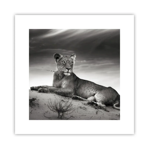 Póster - Descanso de la reina del desierto - 30x30 cm