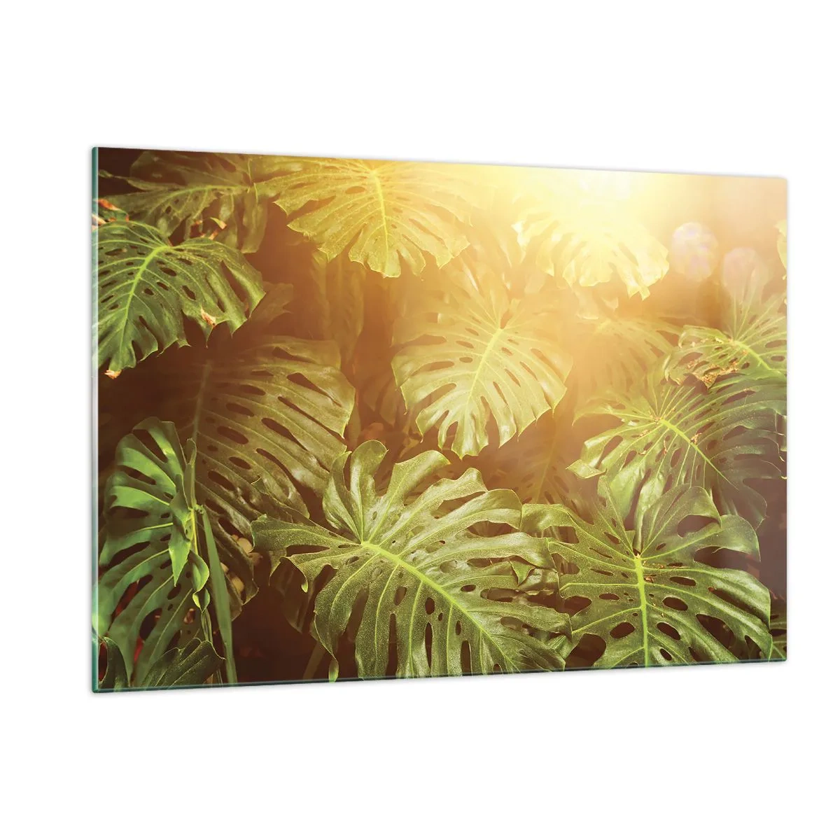 Cuadro sobre vidrio - Impresiones sobre Vidrio - Hojas verdes de monstera bajo la luz dorada del sol tropical. - 120x80cm - Hacia el verdor... - Decoración de pared moderna para salón y dormitorio ARTTOR