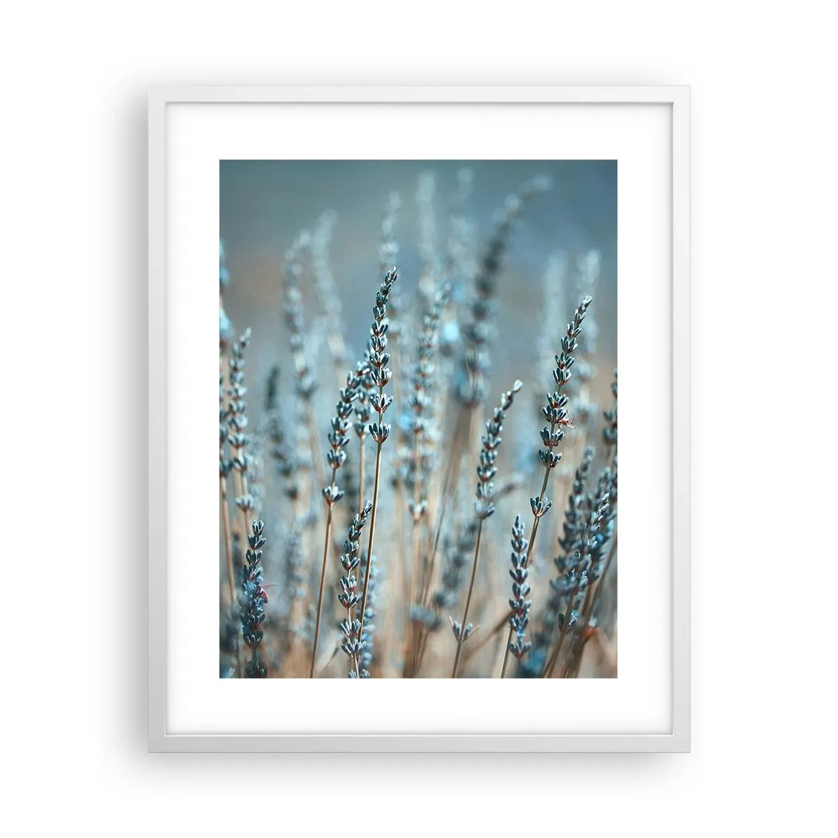 Póster en marco blanco - Fragante pasto - 40x50 cm