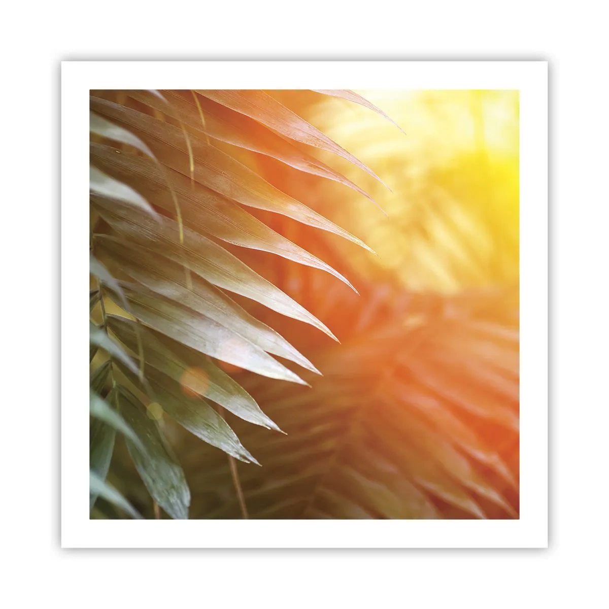 Póster - Mañana en la selva - 60x60 cm