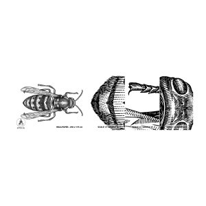 Muestra De Fotomural Standard Eco - Desde un planeta de insectos - Avispa, Insecto, minimalista - 100x30 cm