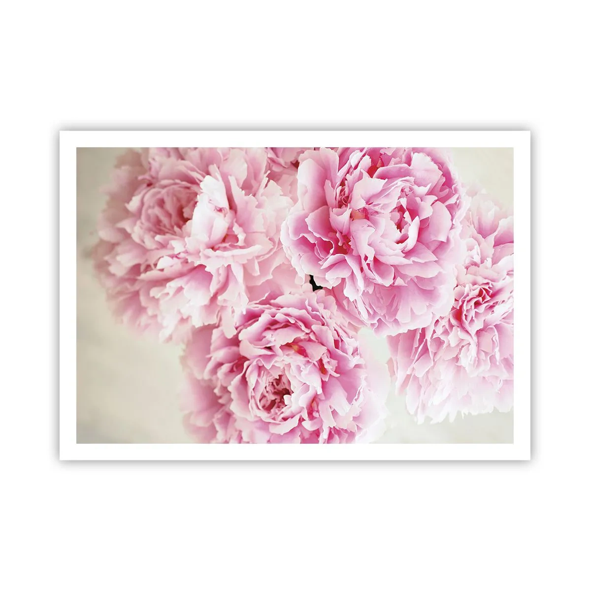 Póster - Un ramo de peonías rosas sobre un fondo claro. - 100x70cm - En el esplendor del rosa - Decoración de pared moderna para salón y dormitorio ARTTOR