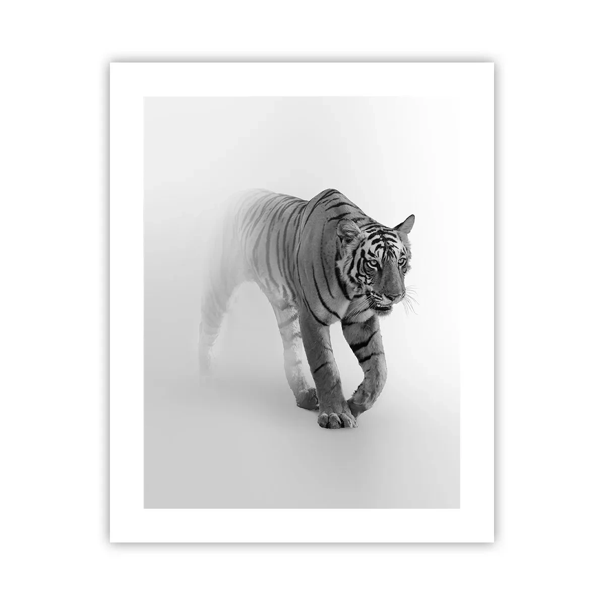 Póster - Siempre alerta entre la niebla - 40x50 cm