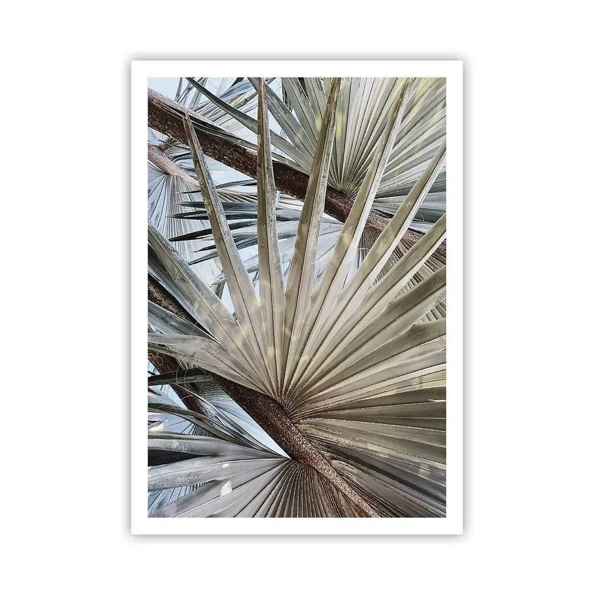 Póster - Abanicos en el trópico - 70x100 cm