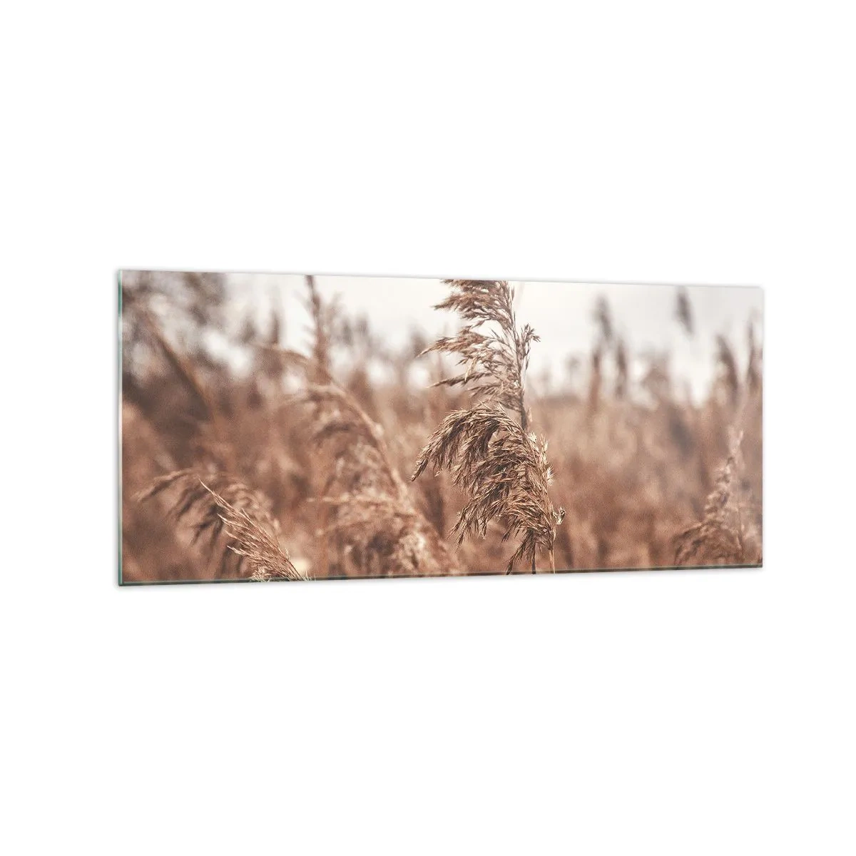 Cuadro sobre vidrio - Impresiones sobre Vidrio - Hierbas doradas con el paisaje otoñal como telón de fondo - 120x50cm - El otoño ya está en los campos - Decoración de pared moderna para salón y dormitorio ARTTOR