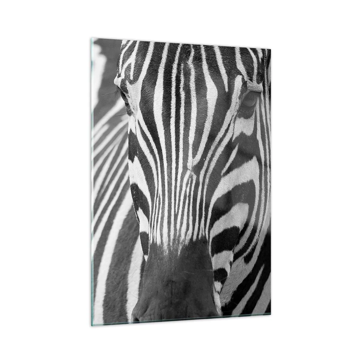 Cuadro sobre vidrio - Impresiones sobre Vidrio - Retrato en blanco y negro de una cebra con rayas visibles. - 50x70cm - El mundo es blanco y negro - Decoración de pared moderna para salón y dormitorio ARTTOR