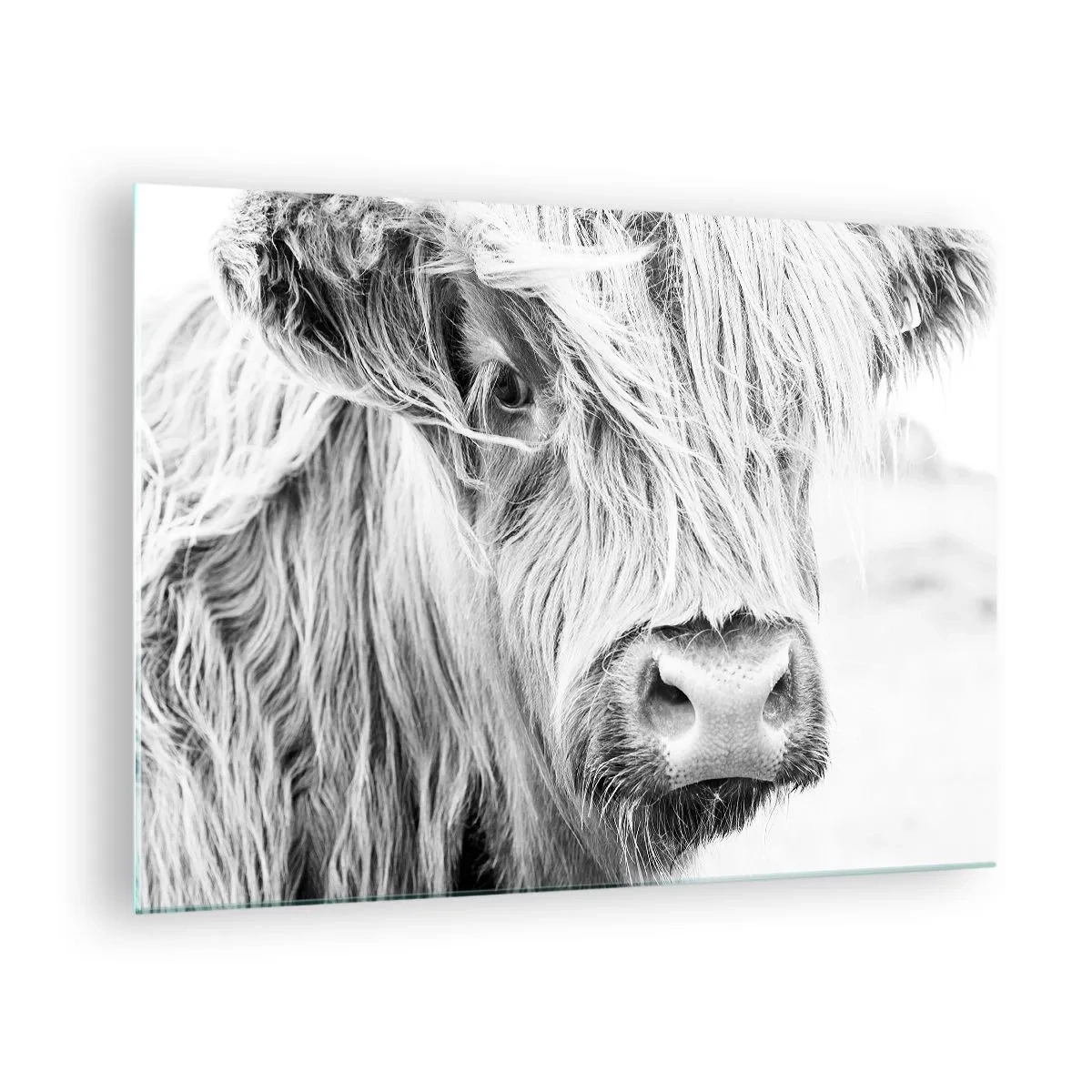 Cuadro sobre vidrio - Impresiones sobre Vidrio - Primer plano de un ganado escocés de pelo largo en blanco y negro - 70x50cm - La naturaleza escocesa - Decoración de pared moderna para salón y dormitorio ARTTOR