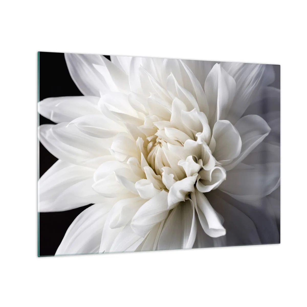 Cuadro sobre vidrio - Impresiones sobre Vidrio - Un primer plano de una dalia blanca sobre un fondo negro y gris. - 70x50cm - La novia de la mañana - Decoración de pared moderna para salón y dormitorio ARTTOR