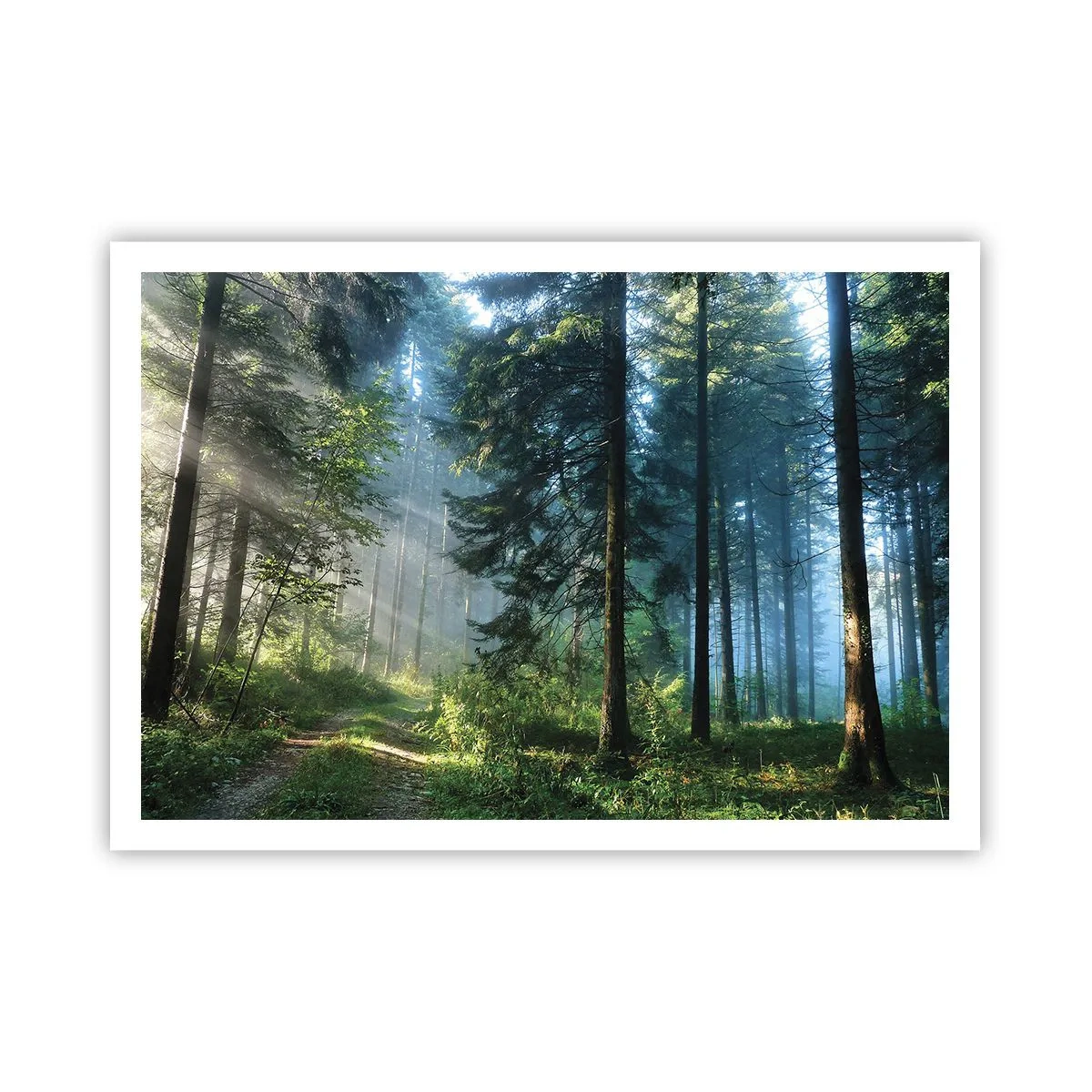 Póster - Un sendero forestal iluminado por los rayos del sol de la mañana. - 100x70cm - Radiante por la mañana - Decoración de pared moderna para salón y dormitorio ARTTOR