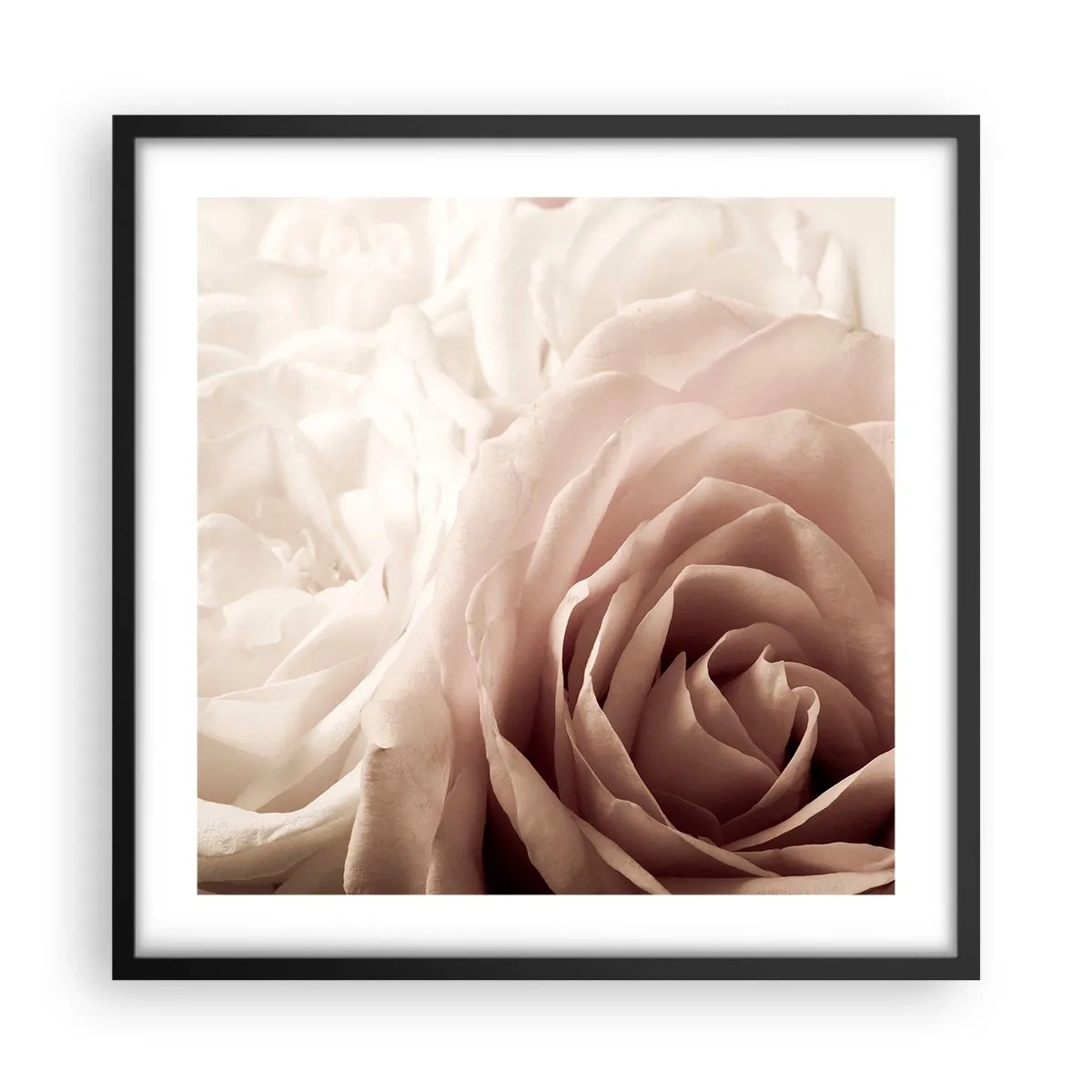 Póster en marco negro - En el corazón de una rosa - 50x50 cm
