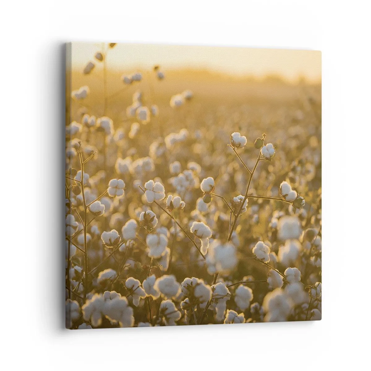 Cuadro sobre lienzo - Impresión de Imagen - Un campo esponjoso - 30x30 cm