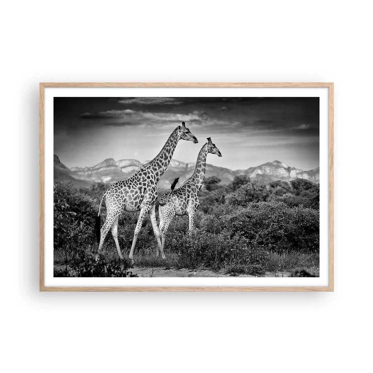 Póster en marco roble claro - La clase alta de África - 100x70 cm