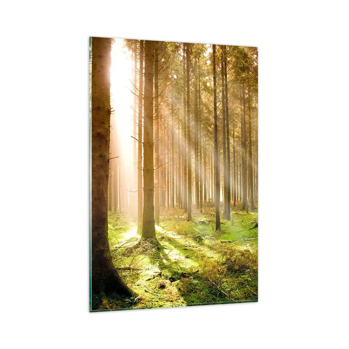 Cuadro sobre vidrio - Impresiones sobre Vidrio - Bosque de coníferas con rayos de sol brillando a través de los árboles. - 80x120cm - Los elfos se aproximan - Decoración de pared moderna para salón y dormitorio ARTTOR