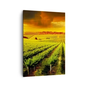 Cuadro sobre lienzo - Impresión de Imagen - Viñedos dorados iluminados por los rayos del sol. - 50x70cm - Bajo el sol de Australia - Decoración de pared moderna para salón y dormitorio ARTTOR