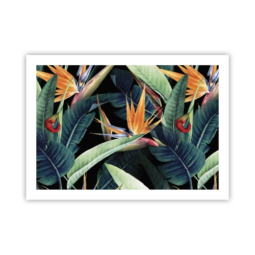Póster - Flores de llamas de los trópicos - 70x50 cm