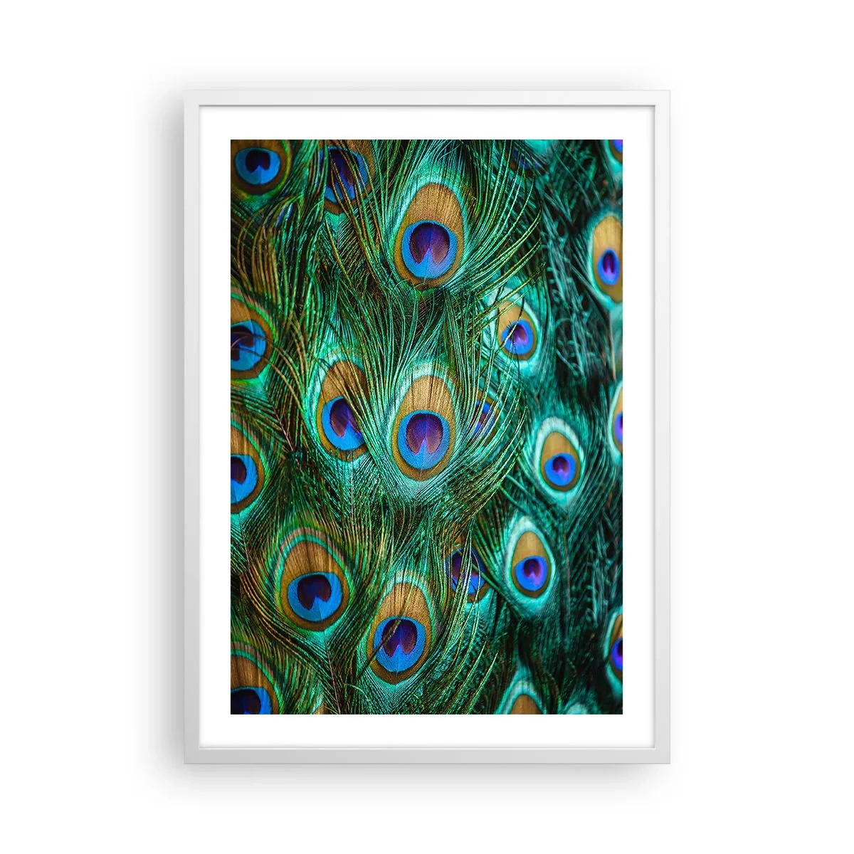 Póster en marco blanco - Mirada de pavo real - 50x70 cm