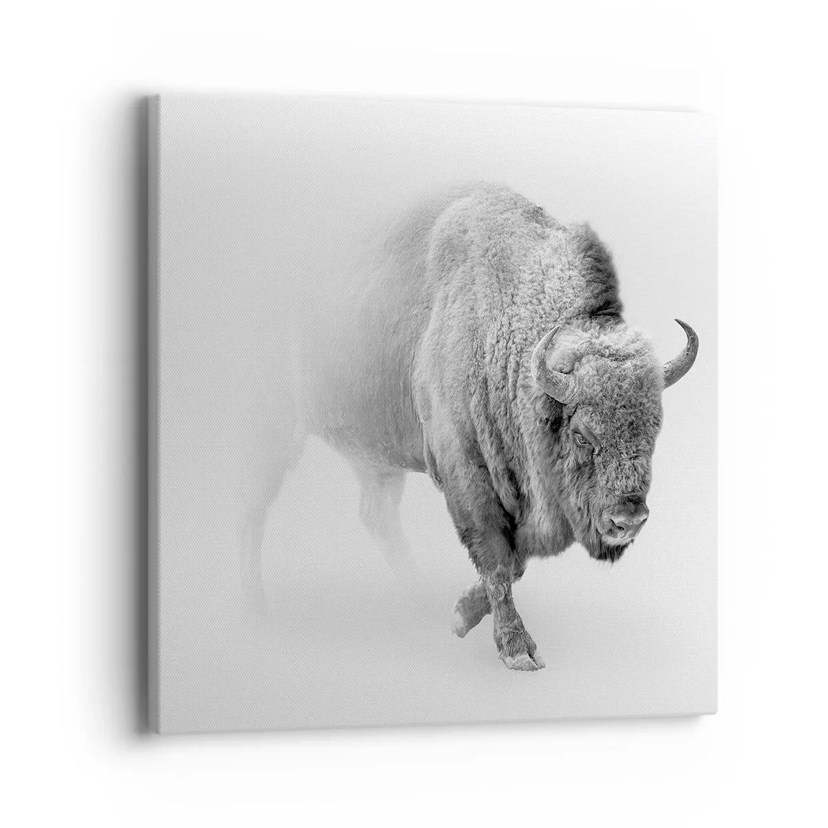 Cuadro sobre lienzo - Impresión de Imagen - Rey de la pradera - 40x40 cm