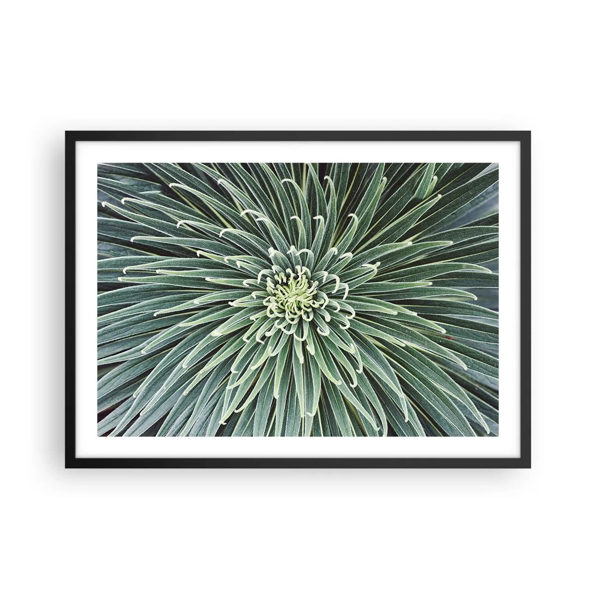 Póster en marco negro - Disposición simétrica de hojas verdes que se asemeja a una estrella. - 70x50cm - El nacimiento de una estrella - Decoración de pared moderna para salón y dormitorio ARTTOR