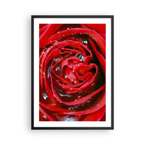 Póster en marco negro - Primer plano de una rosa roja con gotas de agua. - 50x70cm - En gotas de rocío - Decoración de pared moderna para salón y dormitorio ARTTOR