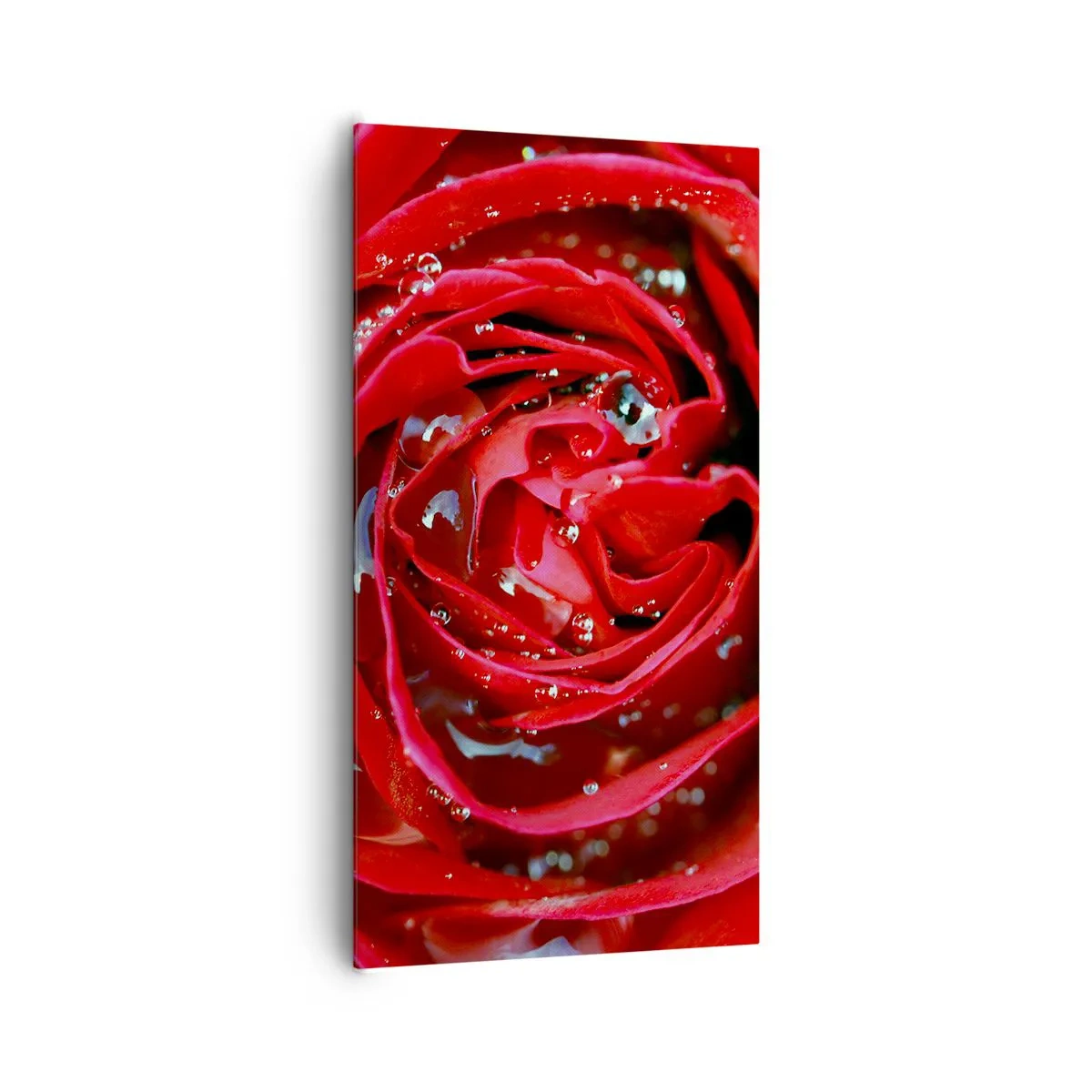 Cuadro sobre lienzo - Impresión de Imagen - En gotas de rocío - 65x120 cm