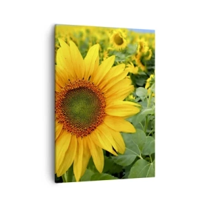Cuadro sobre lienzo - Impresión de Imagen - Un campo de girasoles con flores amarillas sobre un fondo de hojas verdes. - 50x70cm - Cientos de soles estallan - Decoración de pared moderna para salón y dormitorio ARTTOR