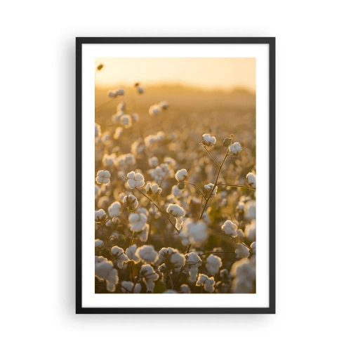 Póster en marco negro - Un campo de algodón bajo la cálida luz del sol poniente. - 50x70cm - Un campo esponjoso - Decoración de pared moderna para salón y dormitorio ARTTOR