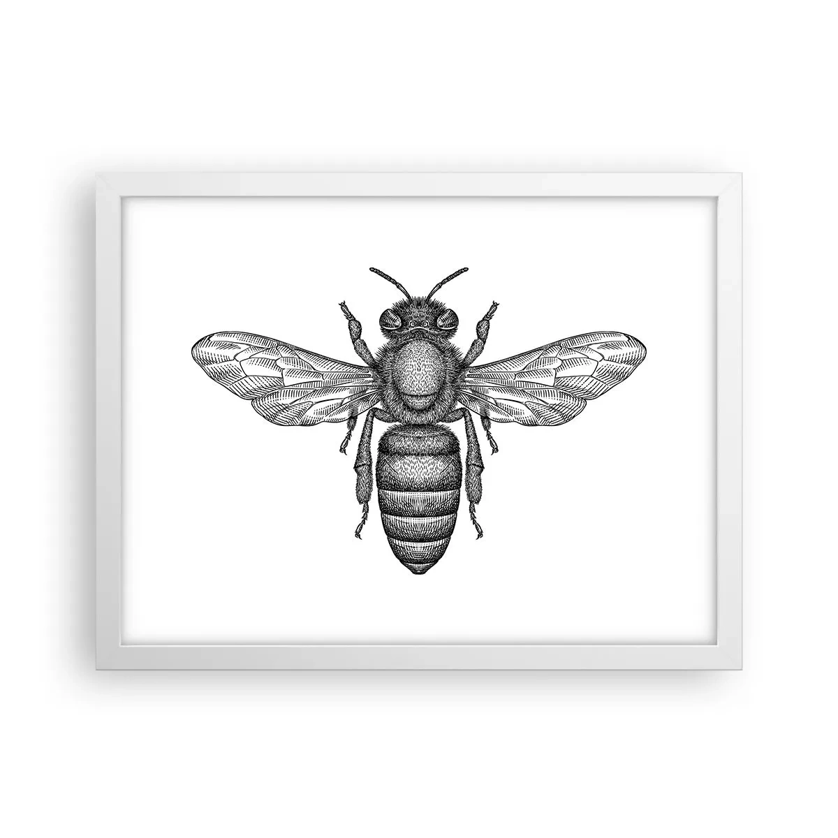 Póster en marco blanco - Retrato de insecto - 40x30 cm