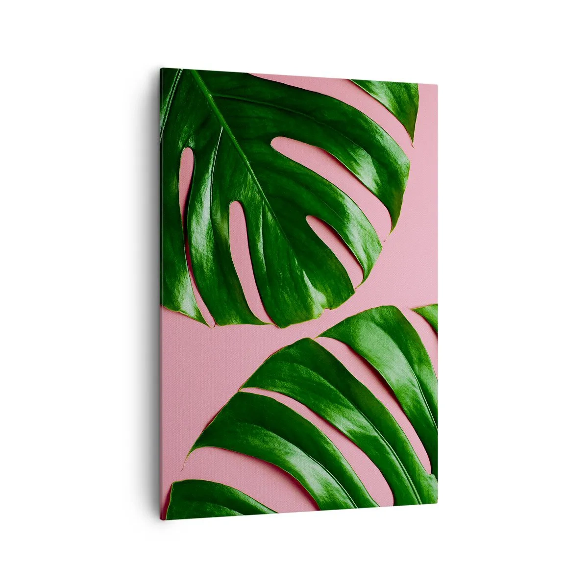 Cuadro sobre lienzo - Impresión de Imagen - Hojas de monstera verde sobre un fondo rosa - 70x100cm - Cita con el verde - Decoración de pared moderna para salón y dormitorio ARTTOR