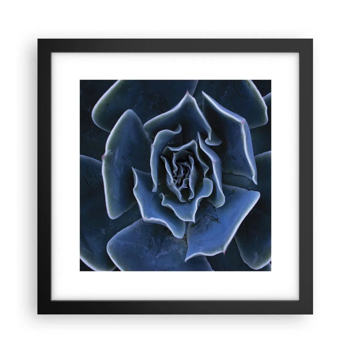 Póster en marco negro - Flor del desierto - 30x30 cm