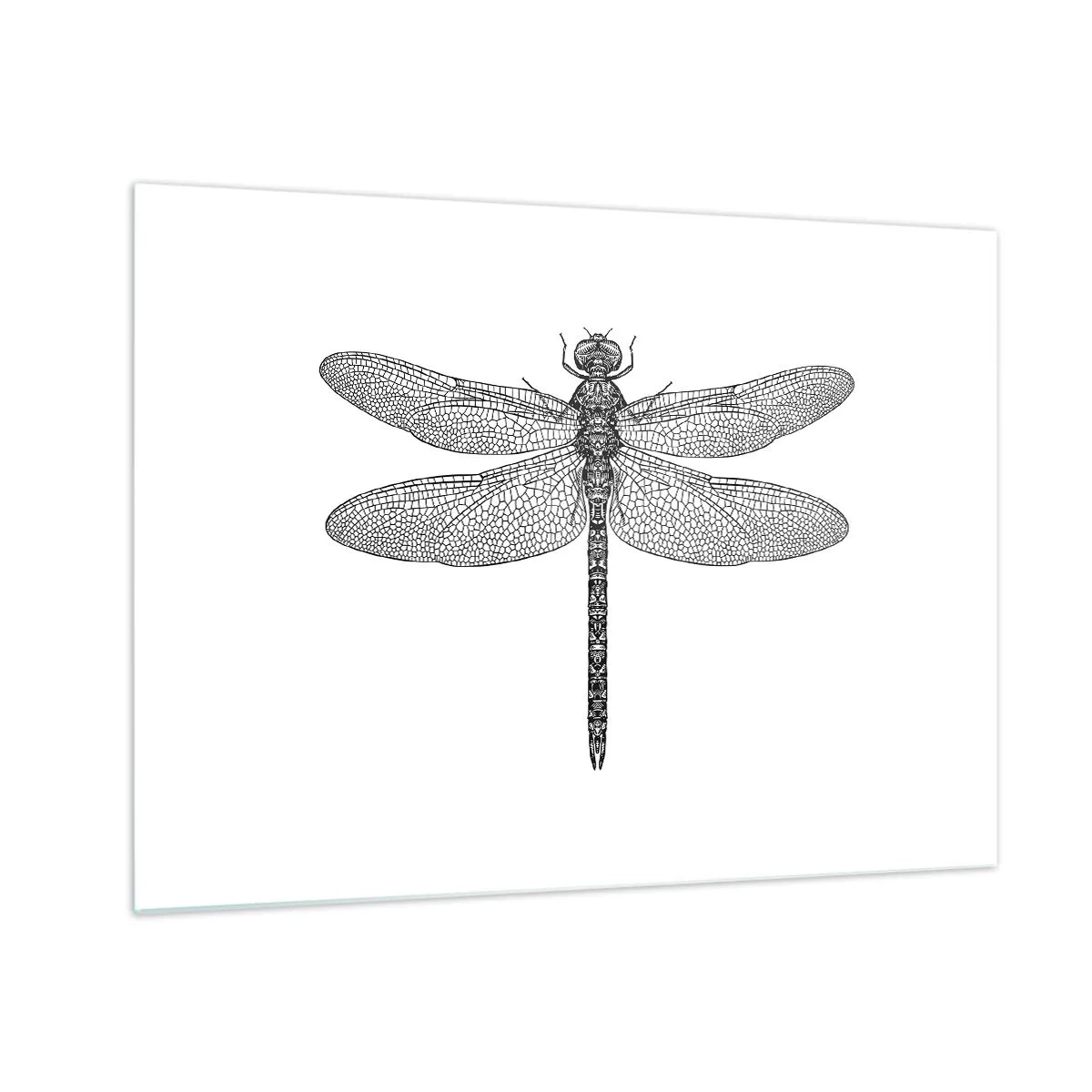 Cuadro sobre vidrio - Impresiones sobre Vidrio - Ilustración detallada de una libélula en estilo grabado sobre un fondo blanco. - 70x50cm - Precisión de la naturaleza - Decoración de pared moderna para salón y dormitorio ARTTOR