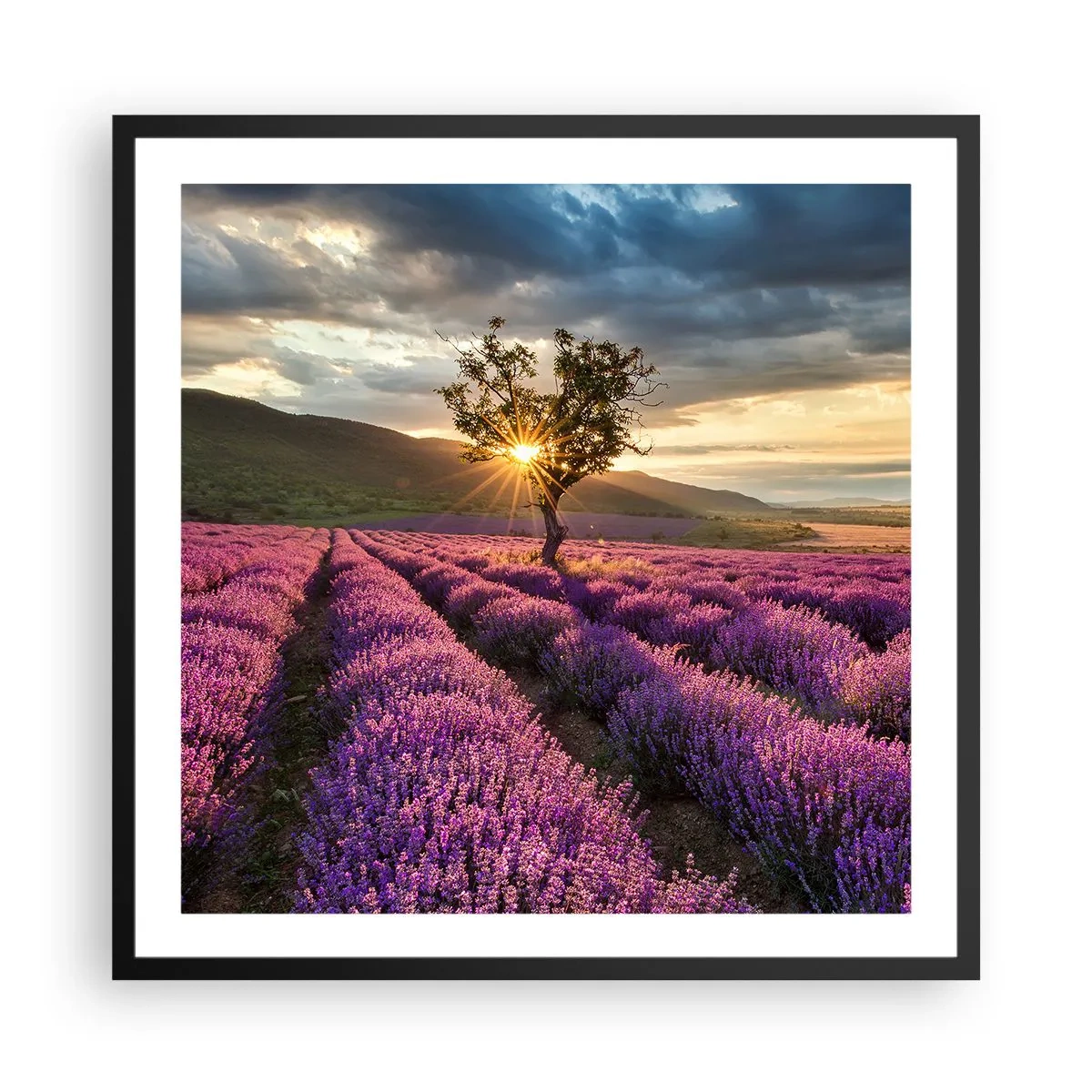 Póster en marco negro - Aroma en lila - 60x60 cm