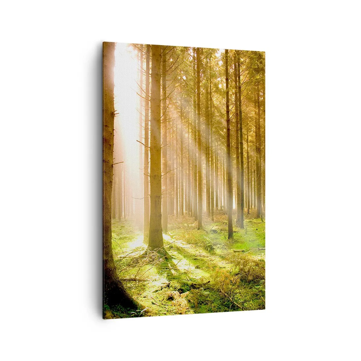 Cuadro sobre lienzo - Impresión de Imagen - Bosque de coníferas con rayos de sol brillando a través de los árboles. - 80x120cm - Los elfos se aproximan - Decoración de pared moderna para salón y dormitorio ARTTOR