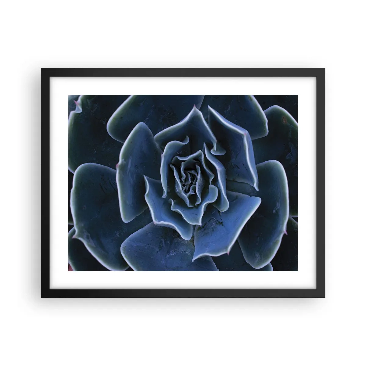 Póster en marco negro - Flor del desierto - 50x40 cm