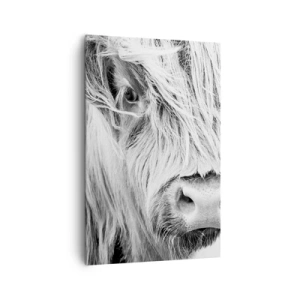 Cuadro sobre lienzo - Impresión de Imagen - Retrato de una vaca escocesa en blanco y negro - 80x120cm - La naturaleza escocesa - Decoración de pared moderna para salón y dormitorio ARTTOR