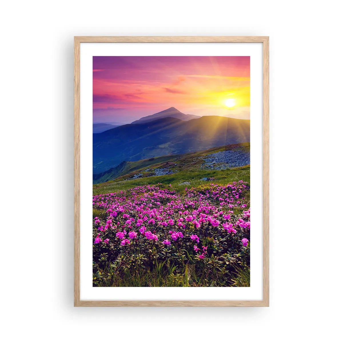 Póster en marco roble claro - ... Y el aroma a hierbas está por todas partes - 50x70 cm