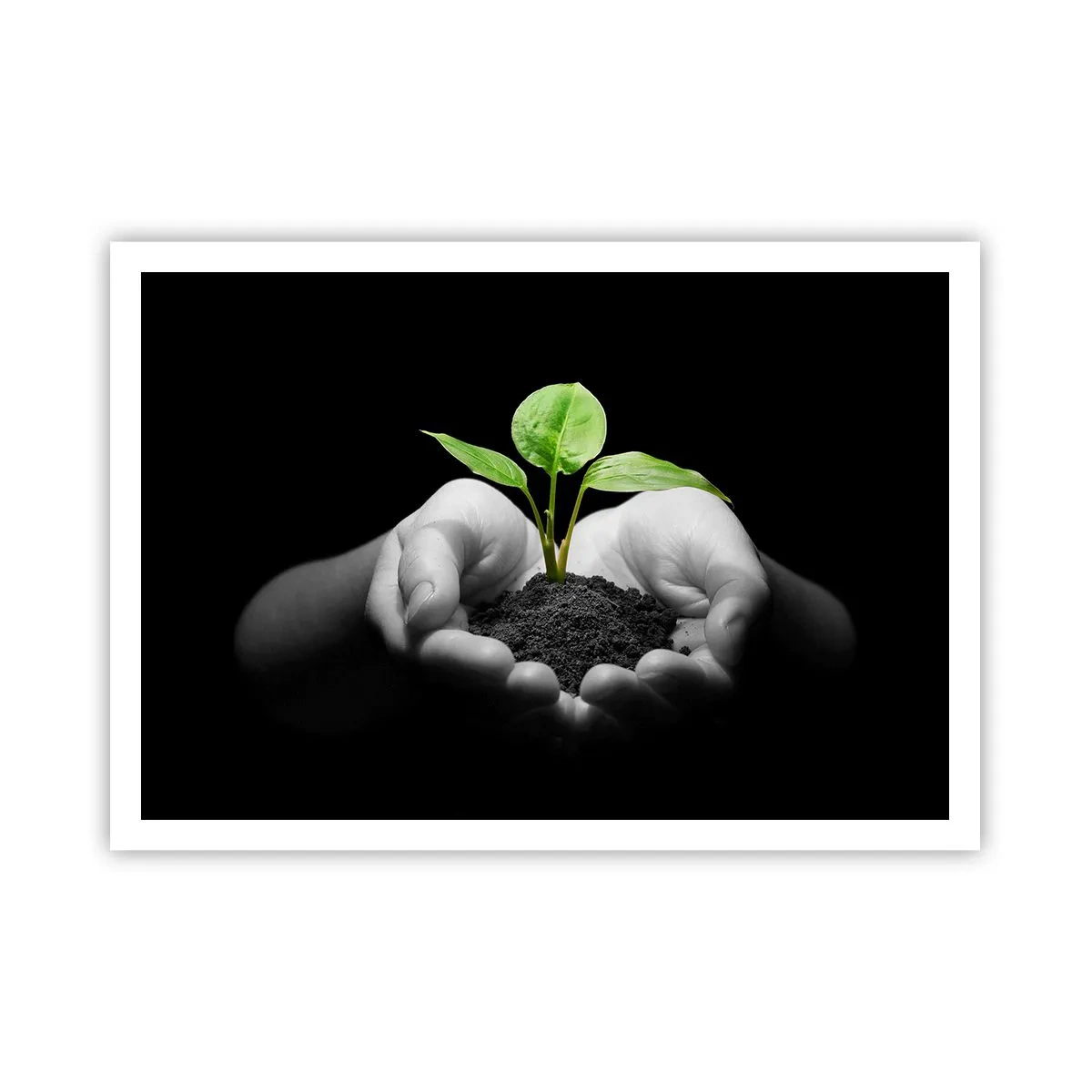 Póster - Manos sosteniendo una planta verde sobre un fondo negro - 100x70cm - Amo la naturaleza, la protejo - Decoración de pared moderna para salón y dormitorio ARTTOR