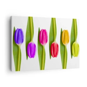 Cuadro sobre lienzo - Impresión de Imagen - Tulipanes multicolores dispuestos en fila sobre un fondo blanco. - 70x50cm - Composición del arco iris - Decoración de pared moderna para salón y dormitorio ARTTOR