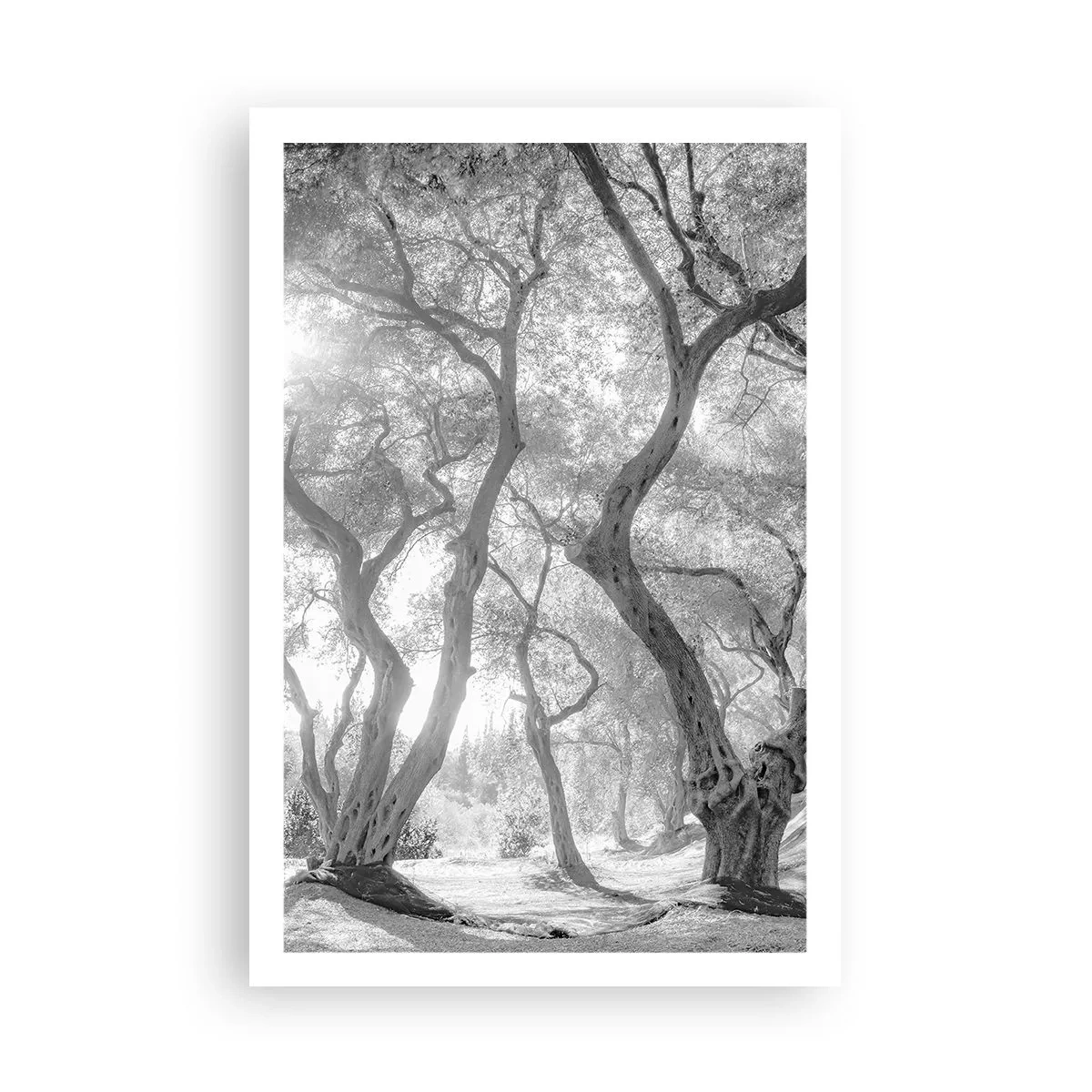 Póster - En un olivar - 61x91 cm